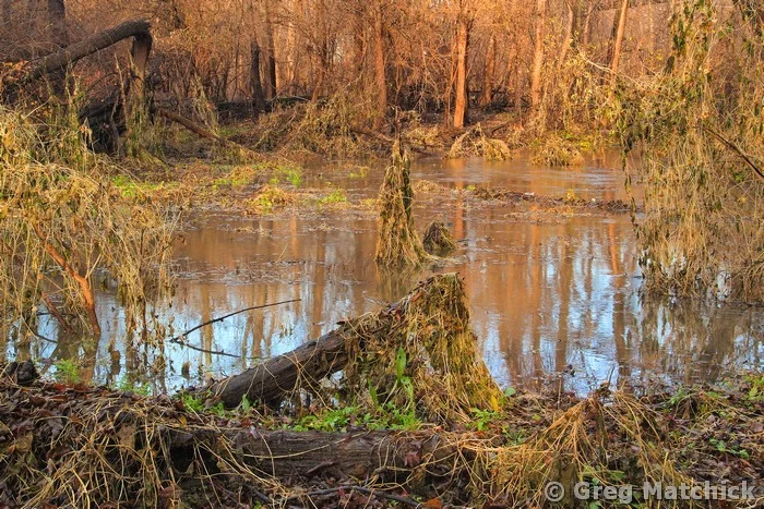 Swamp on Chouteau Island 2