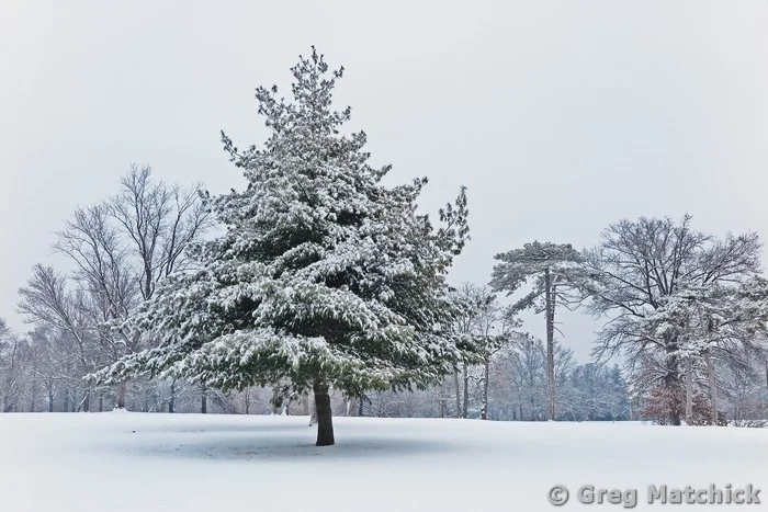 Pine Tree in Snow at Carondelet Park