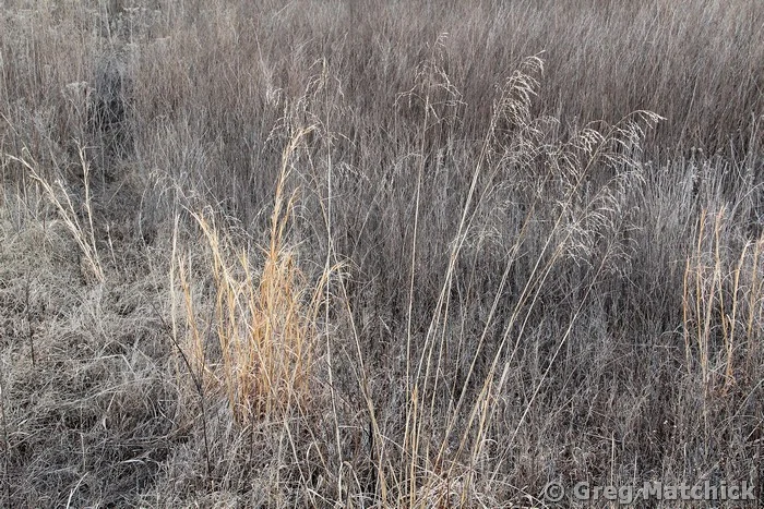 Sleeping Meadow 2