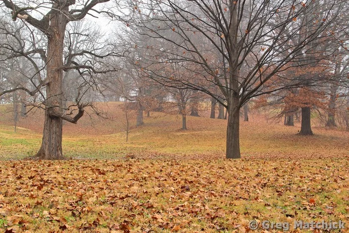 December Morning in Carondelet Park 2