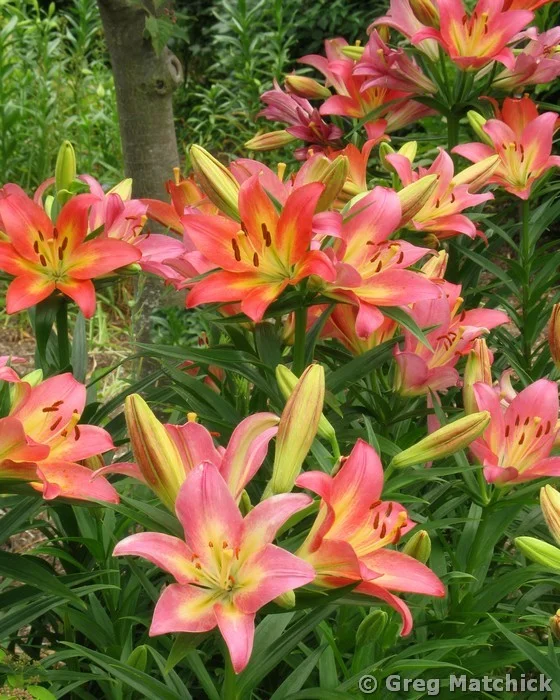 Pink and Yellow Daylilies