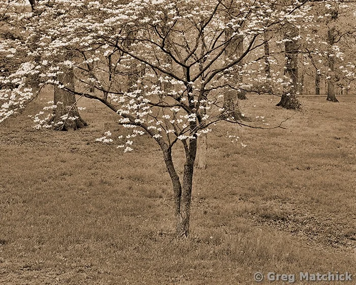 Dogwood in Carondelet Park 1 in Sepia