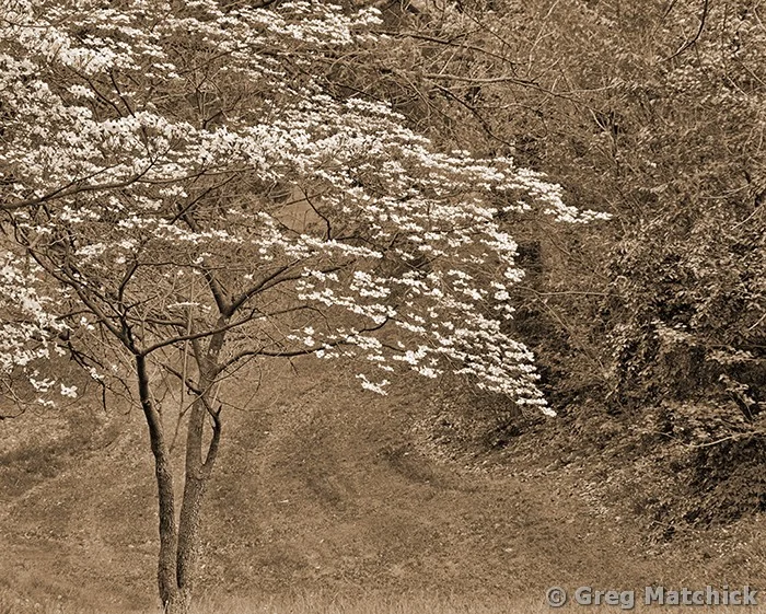 Dogwood in Carondelet Park 2 in Sepia