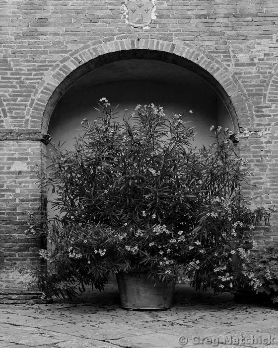 Oleander in a Tuscan Courtyard_9521 BW 16x20