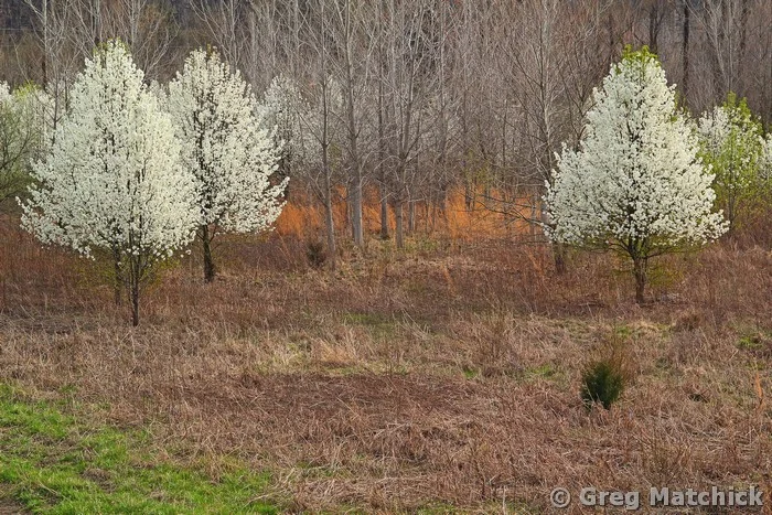 Wild Pears At the Edge Of the Woods 1