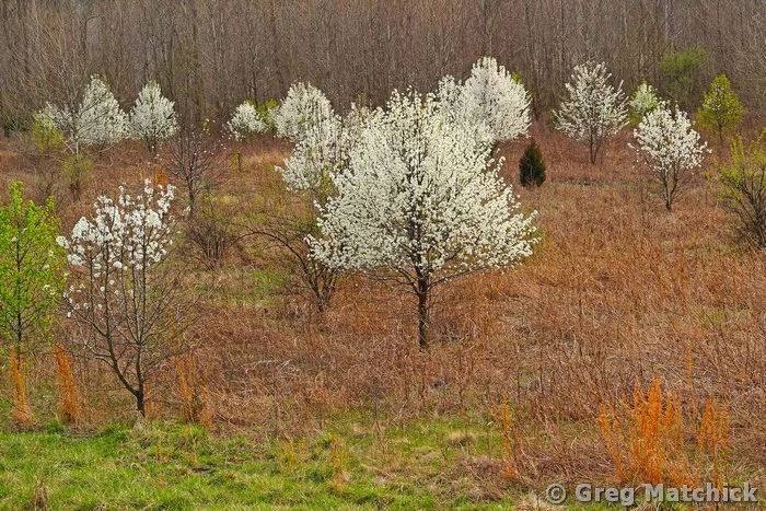 Wild Pears In a Field 1