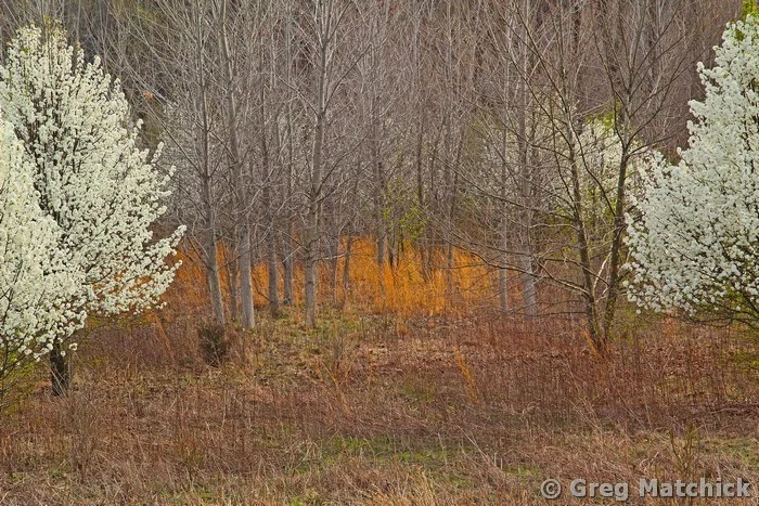 Wild Pears At the Edge Of the Woods 2