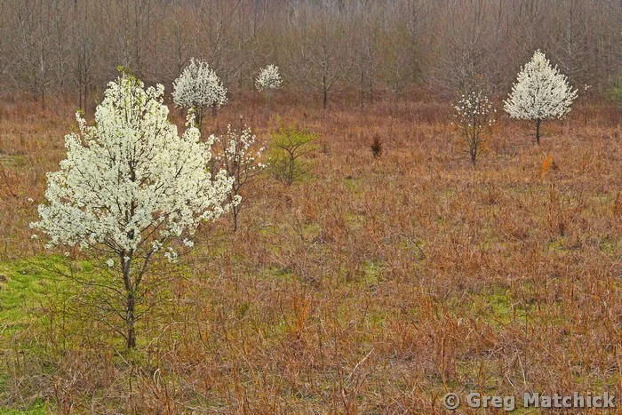 Wild Pears In a Field 4