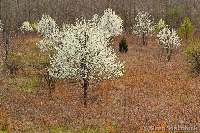 Wild Pears In a Field 3