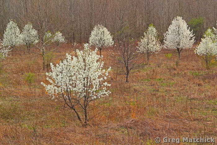 Wild Pears In a Field 2