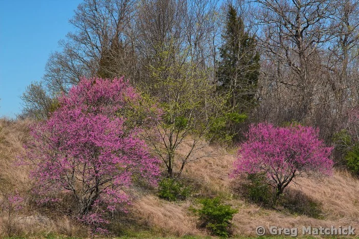 Two Redbuds On a Grassy Hillside