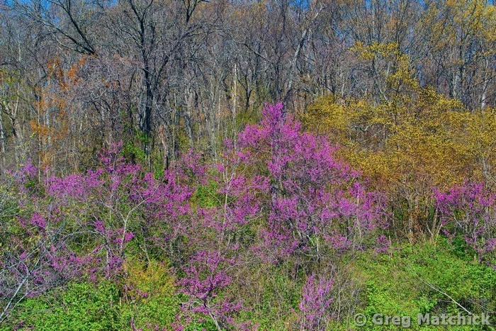 Redbuds and Sassafras At the Edge Of the Woods