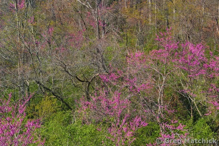 Redbuds Among the Woods
