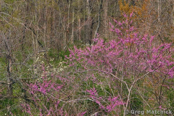 Redbud At the Edge Of the Woods