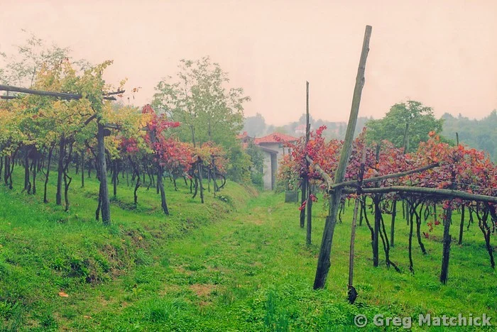 Autumn Vineyard In the Fog in Piemonte