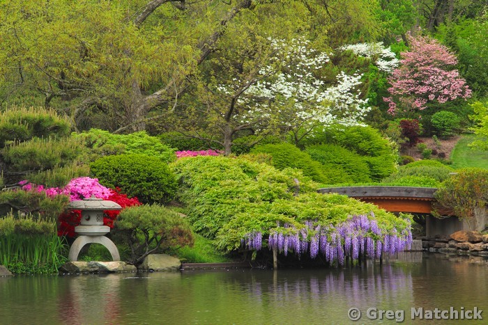 Wisteria In a Japanese Garden