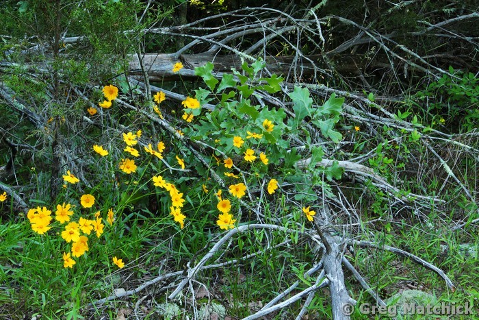Wild Coreopsis and Dead Cedar Tree
