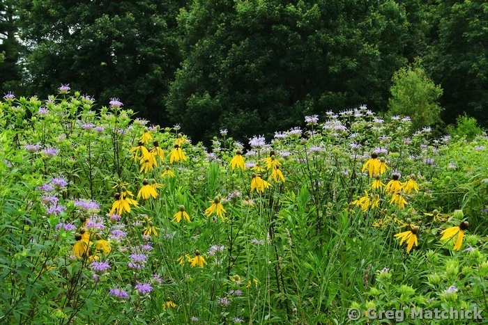Black Eyed Susan and Wild Bergamot