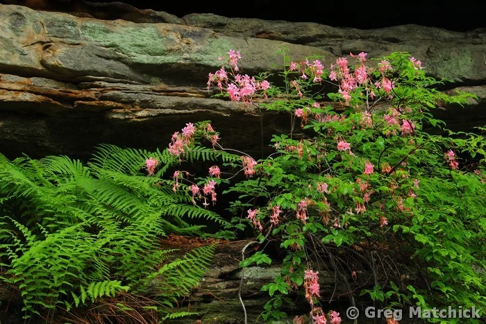 Wild Azaleas and Ferns On a Sandstone Ledge