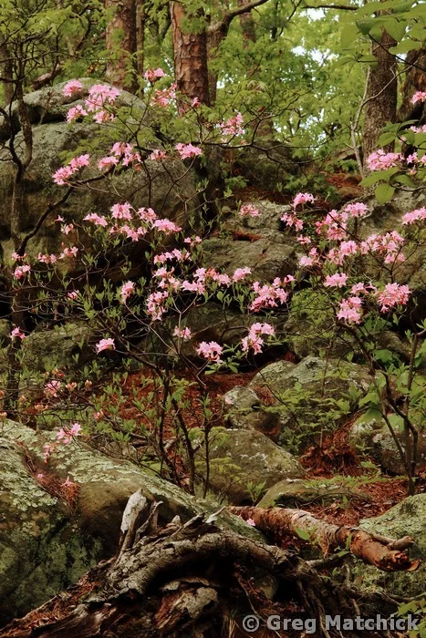 Wild Azaleas In the Woods 2