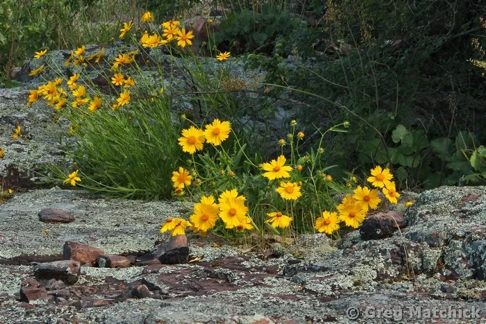 Wild Coreopsis On Hughes Mountain 1