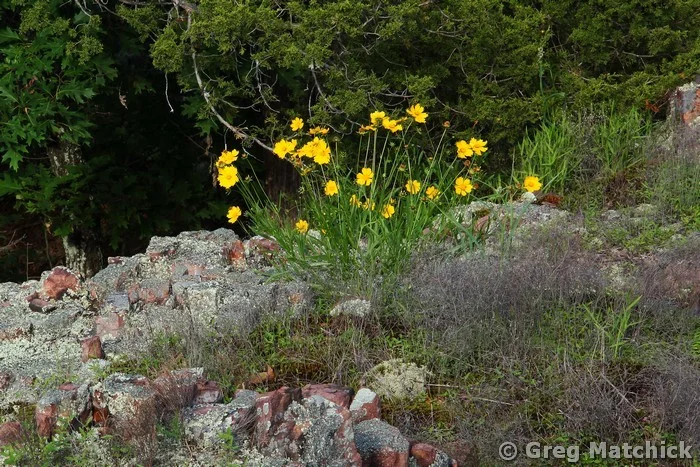 Wild Coreopsis On Hughes Mountain 2