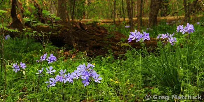 Wild Phlox In the Woodlands
