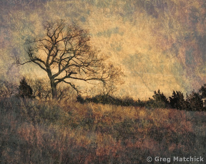 Tree at Dusk in Ste Genevieve County (composite)