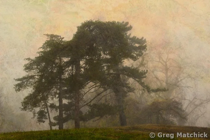 Pines On a Ridge (composite)