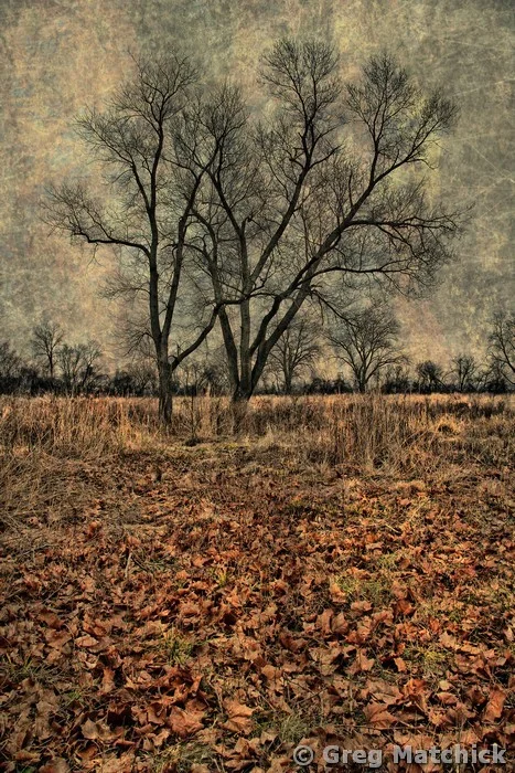 Two Trees at Columbia Bottoms (composite)