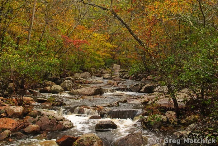 Autumn Colors On Pickle Creek 2 at Hawn State Park