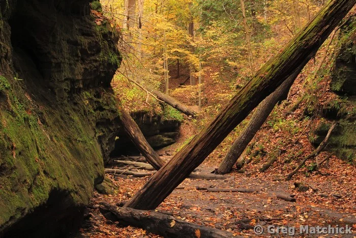Bear Hollow at Turkey Run State Park 2