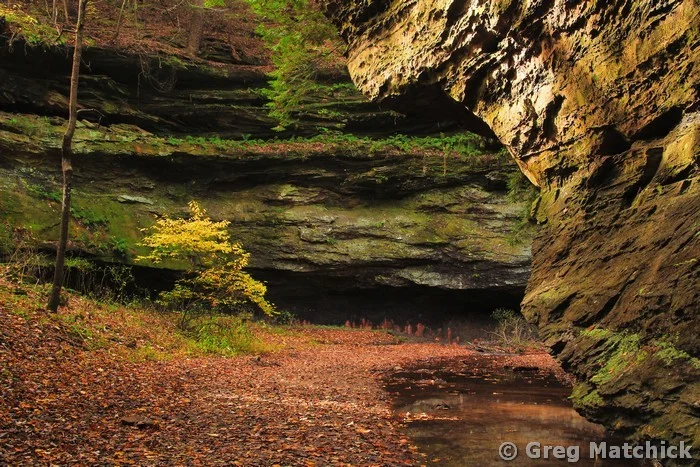 Golden Tree In a Canyon at Turkey Run State Park
