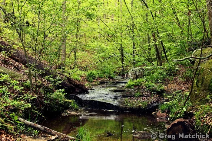 Bone Creek in Springtime at Pickle Springs