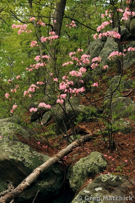 Wild Azaleas In the Woods 1 at Pickle Springs