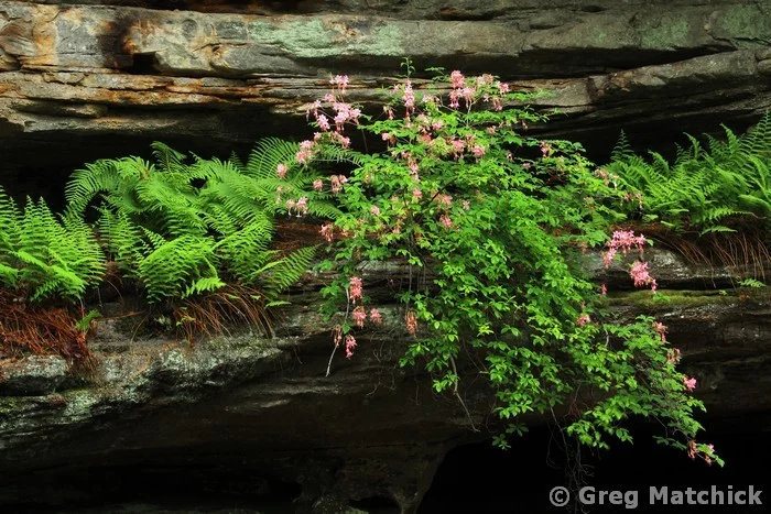 Ferns and Wild Azaleas On a Sandstone Ledge in Hickory Canyons