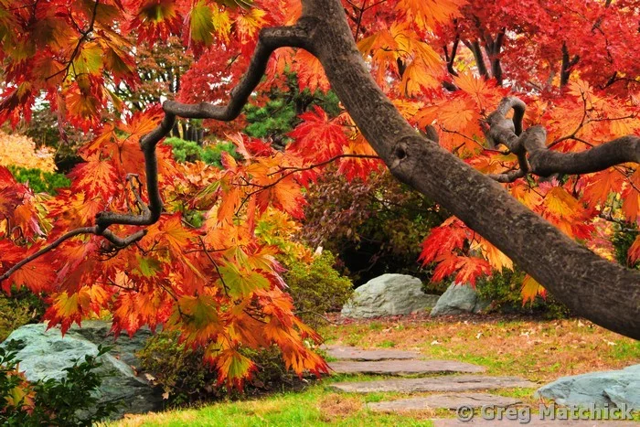 Glowing Japanese Maple and Path