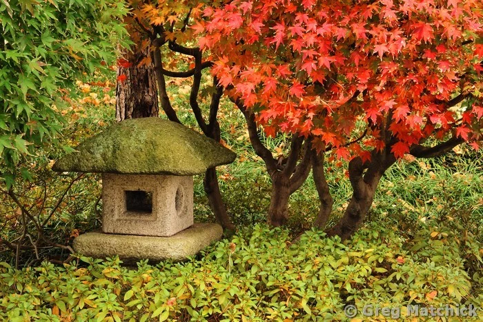 Japanese Lantern Among the Leaves of Autumn