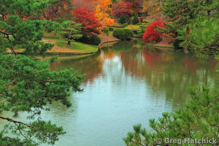 Japanese Garden Lake in Autumn Framed by Pines