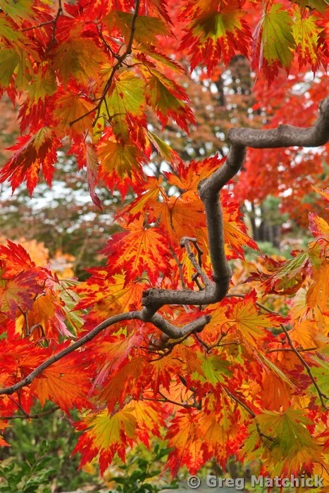 Japanese Maple Transitions