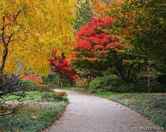 Autumn Path In a Japanese Garden