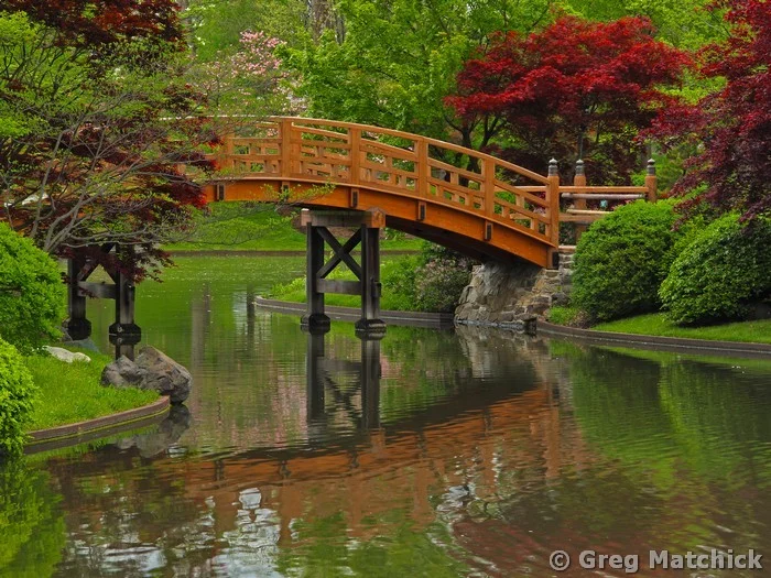 Drum Bridge In a Japanese Garden