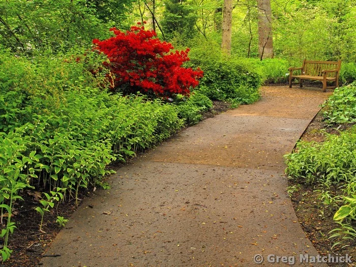 Path Azaleas and Bench In a Woodland Garden