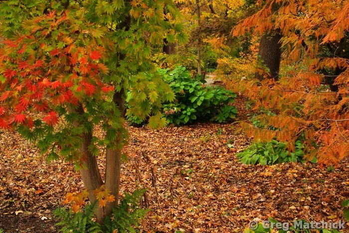 Autumn Textures in a Woodland Garden