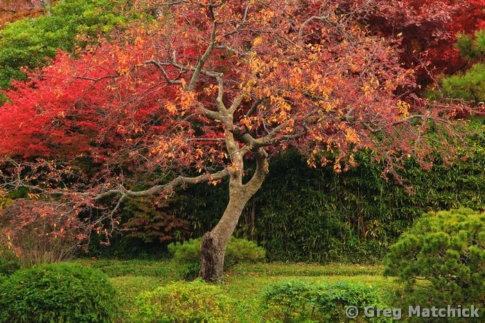 Tree On Teahouse Island in Autumn
