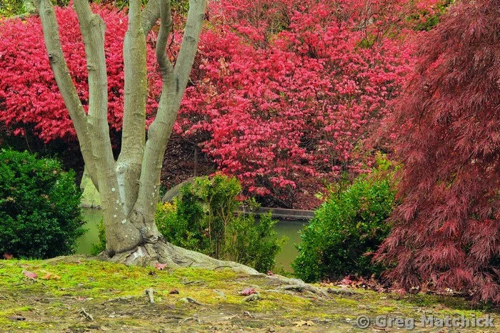 Autumn Reds and Tree Cluster