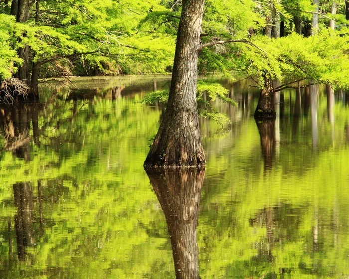 Cypress and Reflections in Mingo Swamp