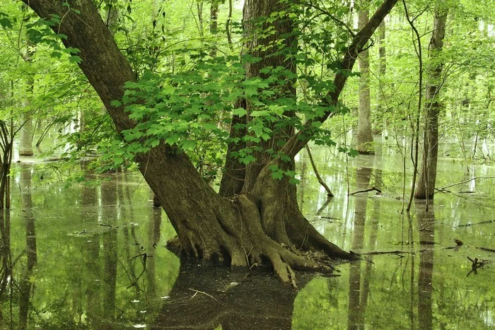 Forked Tree in Mingo Swamp