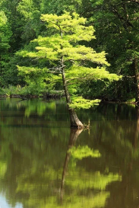 Lone Cypress in Mingo River