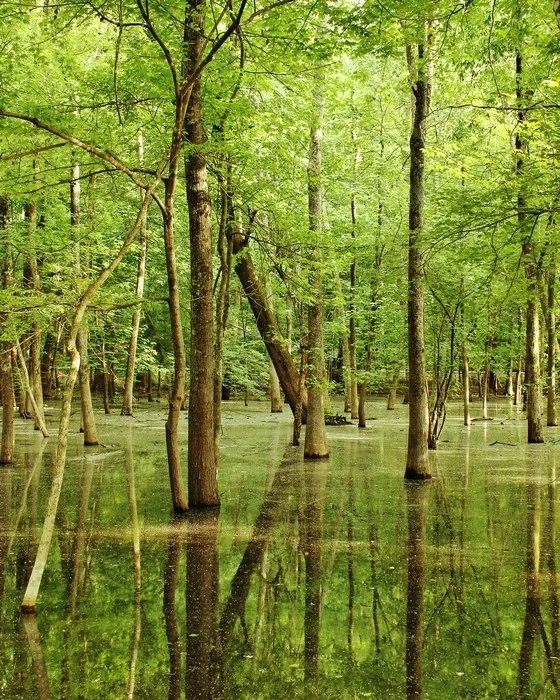 Rockhouse Marsh at Mingo Wildlife Refuge